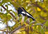Magpie robin
